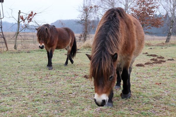 Hrobice, 15.12.2021
Rybník Baroch, pastvina - Exmoorský pony.
Schlüsselwörter: Hrobice rybník Baroch Exmoorský pony