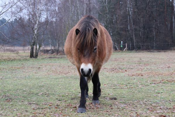 Hrobice, 15.12.2021
Rybník Baroch, pastvina - Exmoorský pony.
Klíčová slova: Hrobice rybník Baroch Exmoorský pony