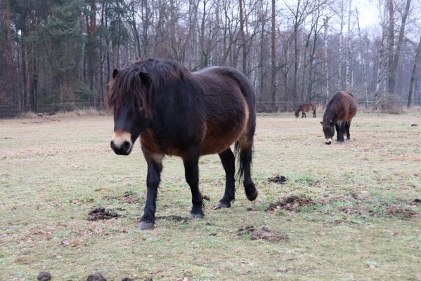 Hrobice, 15.12.2021
Rybník Baroch, pastvina - Exmoorský pony.
Keywords: Hrobice rybník Baroch Exmoorský pony