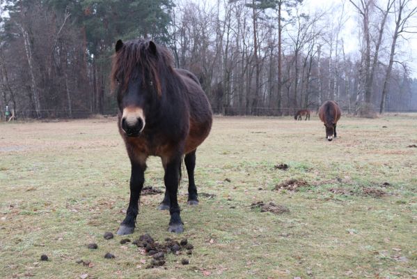 Hrobice, 15.12.2021
Rybník Baroch, pastvina - Exmoorský pony.
Klíčová slova: Hrobice rybník Baroch Exmoorský pony