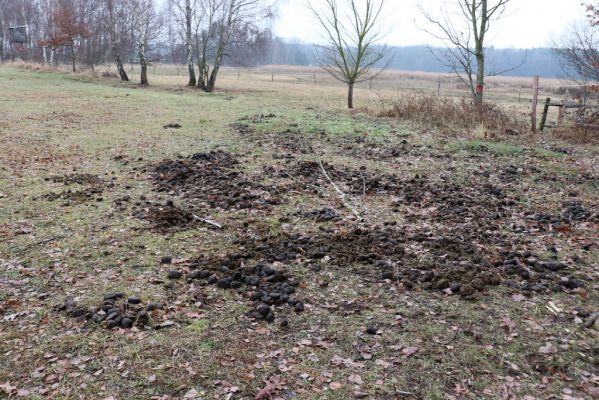 Hrobice, 15.12.2021
Rybník Baroch - pastvina divokých koní z Exmooru.
Klíčová slova: Hrobice rybník Baroch Exmoorský pony Geotrupes spiniger Nimbus contaminatus Chilothorax distinctus