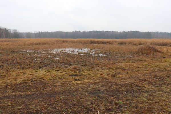 Hrobice, 15.12.2021
Rybník Baroch - pastvina divokých koní z Exmooru.
Klíčová slova: Hrobice rybník Baroch Exmoorský pony