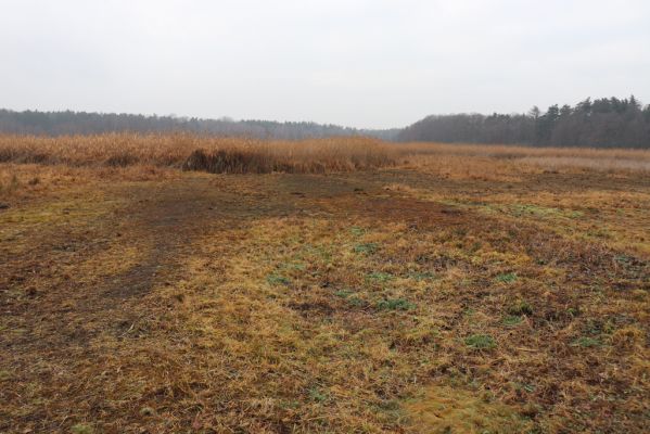 Hrobice, 15.12.2021
Rybník Baroch - pastvina divokých koní z Exmooru.
Mots-clés: Hrobice rybník Baroch Exmoorský pony