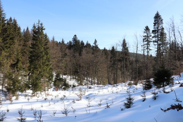 Bartošovice v Orlických horách, 20.2.2021
Údolí Hadince nad osadou Hadinec.
Klíčová slova: Bartošovice v Orlických horách Hadinec Phloeostichus denticollis