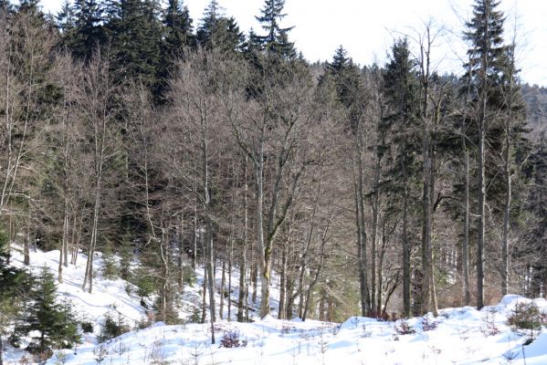 Bartošovice v Orlických horách, 20.2.2021
Javory nad osadou Hadinec.
Klíčová slova: Bartošovice v Orlických horách Hadinec Phloeostichus denticollis