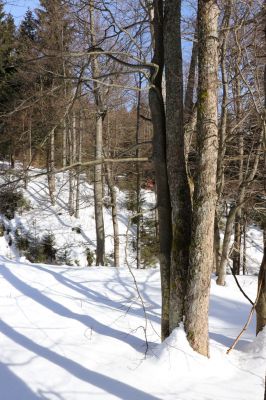 Bartošovice v Orlických horách, 20.2.2021
Javory nad osadou Hadinec.
Klíčová slova: Bartošovice v Orlických horách Hadinec Phloeostichus denticollis