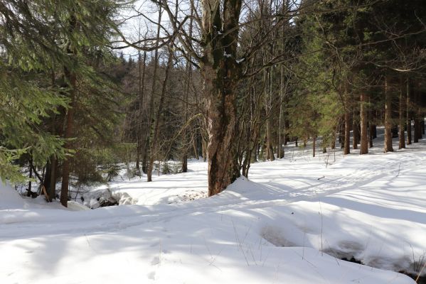 Bartošovice v Orlických horách, 20.2.2021
Javory pod Hadincem.
Keywords: Bartošovice v Orlických horách Hadinec Phloeostichus denticollis