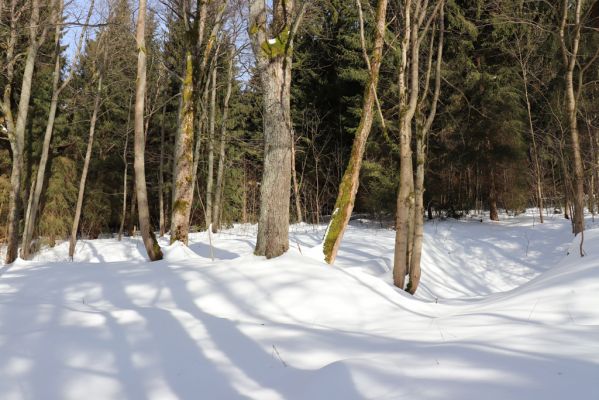 Bartošovice v Orlických horách, 20.2.2021
Javory pod Hadincem.
Klíčová slova: Bartošovice v Orlických horách Hadinec Phloeostichus denticollis