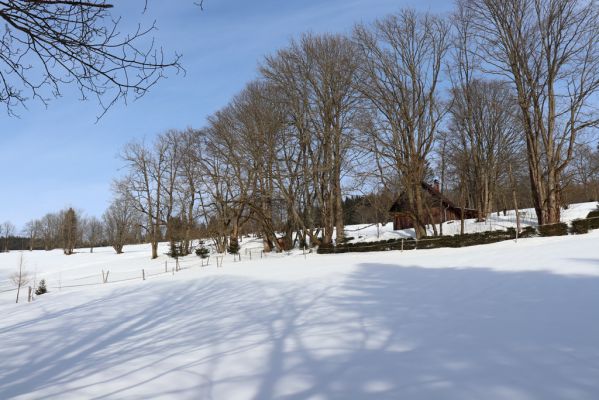 Bartošovice v Orlických horách, 20.2.2021
Vrchní Orlice - údolí Hadince.
Schlüsselwörter: Bartošovice v Orlických horách Vrchní Orlice Hadinec