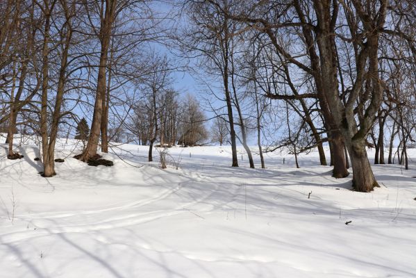 Bartošovice v Orlických horách, 20.2.2021
Vrchní Orlice - údolí Hadince.
Mots-clés: Bartošovice v Orlických horách Vrchní Orlice Hadinec