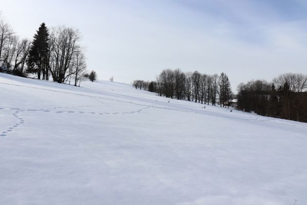 Bartošovice v Orlických horách, 20.2.2021
Vrchní Orlice - vrch Polom.
Keywords: Bartošovice v Orlických horách Vrchní Orlice vrch Polom