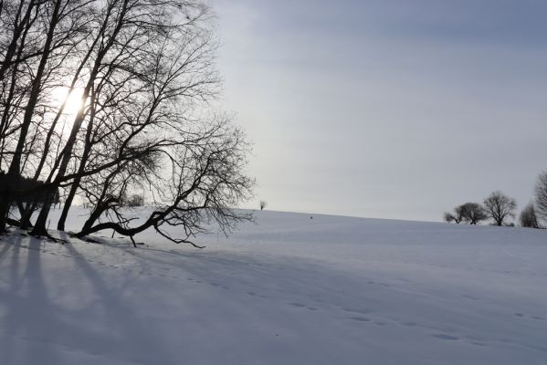 Bartošovice v Orlických horách, 20.2.2021
Vrchní Orlice - vrch Polom.
Mots-clés: Bartošovice v Orlických horách Vrchní Orlice vrch Polom