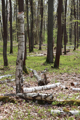 Bašnice, 1.5.2022
Bašnický les.
Schlüsselwörter: Bašnice Bašnický les Ampedus nigroflavus