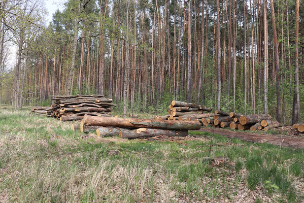 Bašnice, 1.5.2022
Bašnický les, svoziště klád. 
Klíčová slova: Bašnice Bašnický les Stenagostus rhombeus Corticeus fasciatus