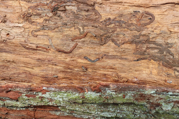 Bašnice, 1.5.2022
Bašnický les, svoziště klád. 
Keywords: Bašnice Bašnický les Corticeus fasciatus