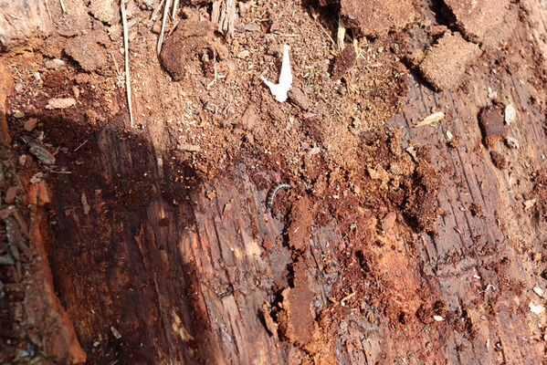 Bašnice, 1.5.2022
Bašnický les, svoziště klád. Larva kovaříka Stenagostus rhombeus.
Keywords: Bašnice Bašnický les Stenagostus rhombeus