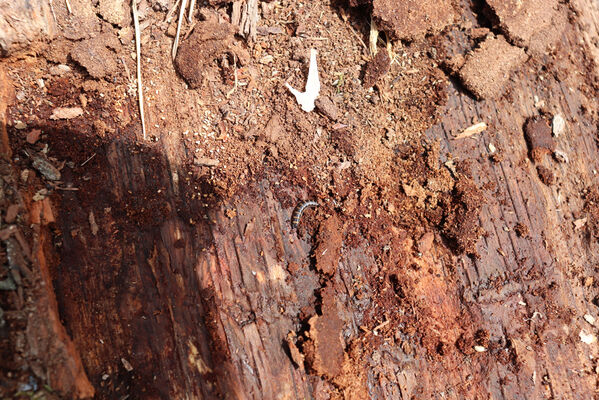 Bašnice, 1.5.2022
Bašnický les, svoziště klád. Larva kovaříka Stenagostus rhombeus.
Schlüsselwörter: Bašnice Bašnický les Stenagostus rhombeus