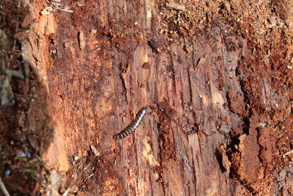 Bašnice, 1.5.2022
Bašnický les, svoziště klád. Larva kovaříka Stenagostus rhombeus.
Klíčová slova: Bašnice Bašnický les Stenagostus rhombeus