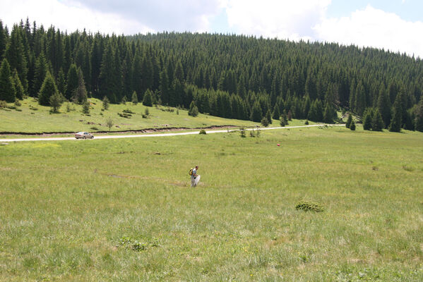 Batak, 21.6.2010
Rodopy, Bataška planina severně od jezera Goljam.
Schlüsselwörter: Rodopi Mts Batak Batashka Planina plain Aplotarsus incanus Brůha