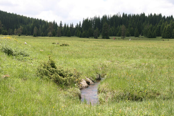 Batak, 21.6.2010
Rodopy, Bataška planina severně od jezera Goljam.
Keywords: Rodopi Mts Batak Batashka Planina plain Aplotarsus incanus