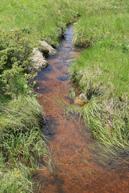 Batak, 21.6.2010
Rodopy, Bataška planina severně od jezera Goljam.
Schlüsselwörter: Rodopi Mts Batak Batashka Planina plain Aplotarsus incanus