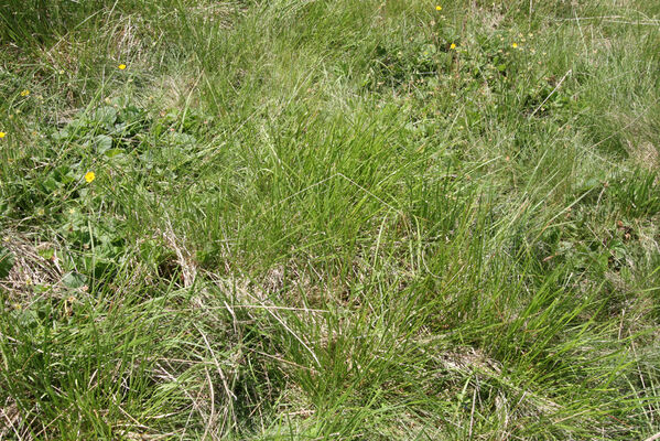 Batak, 21.6.2010
Rodopy, Bataška planina severně od jezera Goljam.
Schlüsselwörter: Rodopi Mts Batak Batashka Planina plain Aplotarsus incanus