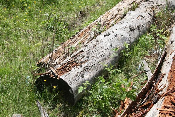 Batak, 21.6.2010
Rodopy, Bataška planina severně od jezera Goljam. V trouchnivějících kmenech smrků jsme našli kovaříky Ampedus tristis.
Klíčová slova: Rodopi Mts Batak Batashka Planina plain Ampedus tristis