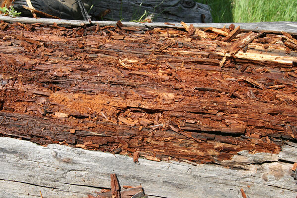 Batak, 21.6.2010
Rodopy, Bataška planina severně od jezera Goljam. V trouchnivějících kmenech smrků jsme našli kovaříky Ampedus tristis.
Klíčová slova: Rodopi Mts Batak Batashka Planina plain Ampedus tristis