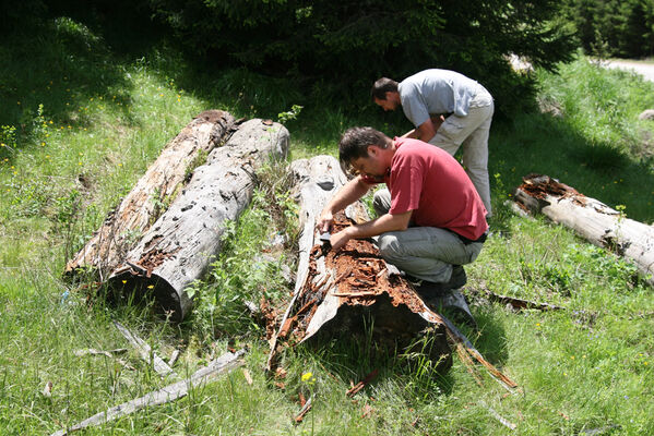 Batak, 21.6.2010
Rodopy, Bataška planina severně od jezera Goljam. V trouchnivějících kmenech smrků jsme našli kovaříky Ampedus tristis.
Schlüsselwörter: Rodopi Mts Batak Batashka Planina plain Ampedus tristis Dušánek Brůha