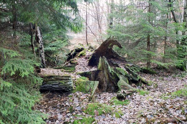 Bědovice, 22.11.2002
Hlinský rybník u Bědovických obor. Prasklý kmen mohutného dubu. Čas hlinských dubů se naplnil.
Klíčová slova: Týniště nad Orlicí Petrovice Hlinský rybník