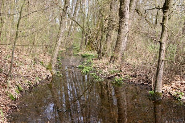 Třebechovice pod Orebem, 16.4.2010
Olšina v sousedství dubové aleje u Bědovic.
Schlüsselwörter: Třebechovice pod Orebem Bědovice