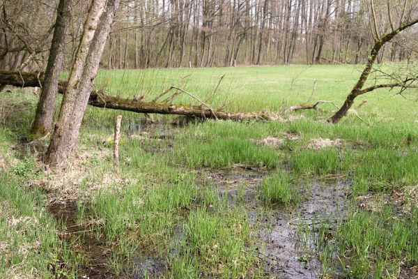 Třebechovice pod Orebem, 16.4.2010
Podmáčené louky u Bědovic. Pohled od dubové aleje.
Schlüsselwörter: Třebechovice pod Orebem Bědovice