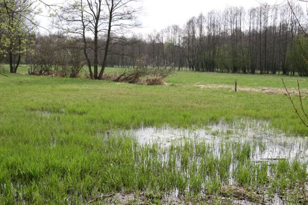 Třebechovice pod Orebem, 16.4.2010
Podmáčené louky u náhonu u Bědovic. Pohled od dubové aleje.
Mots-clés: Třebechovice pod Orebem Bědovice