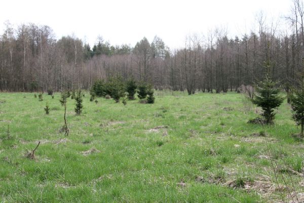 Třebechovice pod Orebem, 16.4.2010
Pichlavý mor české krajiny. Invaze smrků na podmáčených lukách u náhonu v blízkosti železniční trati. 
Keywords: Třebechovice pod Orebem Bědovice