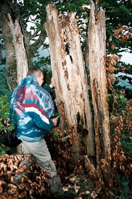 Petrič, pohoří Belasica, 7.6.2006
Bukový les cestou k alpínu. Biotop kovaříka Hypoganus stepanovi a kolega Klícha.

Klíčová slova: Petrič Belasica Hypoganus stepanovi Klícha