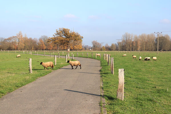 Běleč nad Orlicí, 13.11.2022
Pastvina u Orlice.
Keywords: Běleč nad Orlicí pastvina