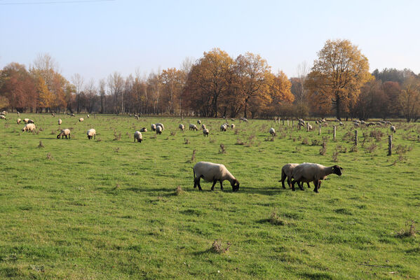 Běleč nad Orlicí, 13.11.2022
Pastvina u Orlice.
Keywords: Běleč nad Orlicí pastvina