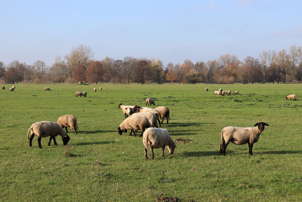 Běleč nad Orlicí, 13.11.2022
Pastvina u Orlice.
Schlüsselwörter: Běleč nad Orlicí pastvina