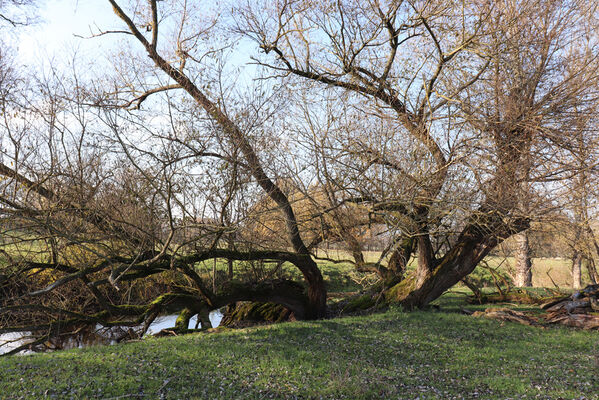 Nepasice, 13.11.2022
Meandry Orlice.
Mots-clés: Třebechovice pod Orebem Nepasice meandry Orlice