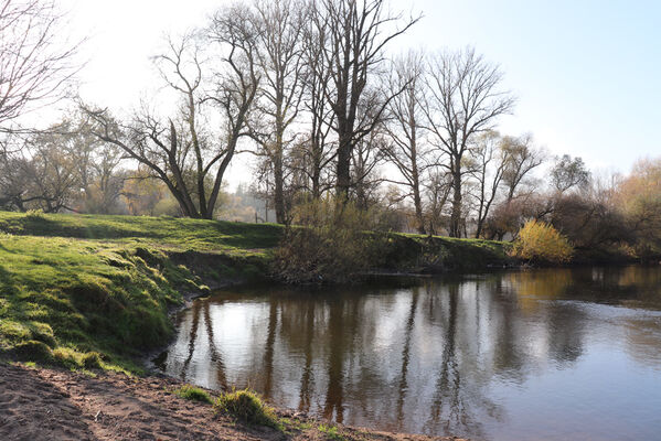 Nepasice, 13.11.2022
Meandry Orlice.
Keywords: Třebechovice pod Orebem Nepasice meandry Orlice