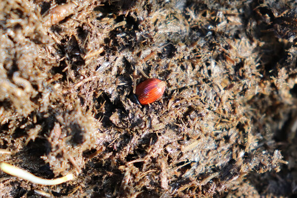 Nepasice, 13.11.2022
Pastvina u Orlice - Aphodius pedellus v kravinci.
Klíčová slova: Třebechovice pod Orebem Nepasice pastvina u Orlice Aphodius pedellus