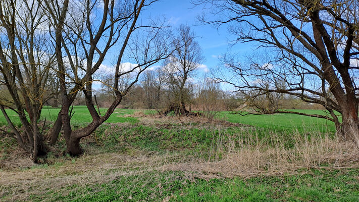 Hradec Králové, Svinary, 17.3.2024
Záplavové louky u Osady Vycházejícího Slunce.
Keywords: Hradec Králové Svinary meandry Orlice