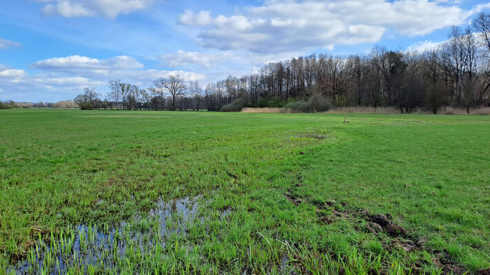 Běleč nad Orlicí, 17.3.2024
Meandry Orlice - záplavové louky.
Klíčová slova: Běleč nad Orlicí meandry Orlice