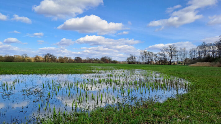 Běleč nad Orlicí, 17.3.2024
Meandry Orlice - záplavové louky.
Schlüsselwörter: Běleč nad Orlicí meandry Orlice