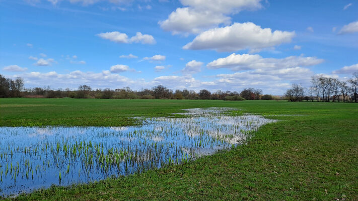 Běleč nad Orlicí, 17.3.2024
Meandry Orlice - záplavové louky.
Keywords: Běleč nad Orlicí meandry Orlice