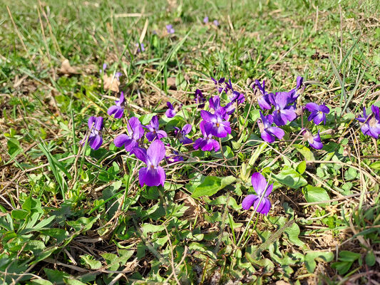 Běleč nad Orlicí, 17.3.2024
Meandry Orlice - záplavové louky.
Keywords: Běleč nad Orlicí meandry Orlice