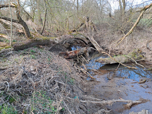 Běleč nad Orlicí, 17.3.2024
Klíčová slova: Běleč nad Orlicí meandry Orlice