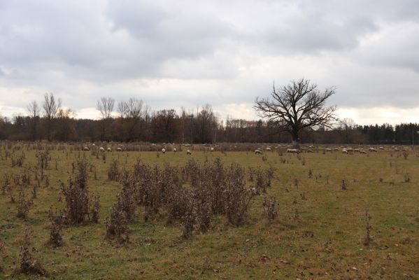 Běleč nad Orlicí, 18.11.2021
Pastviny u Orlice.
Schlüsselwörter: Běleč nad Orlicí pastvina u Orlice
