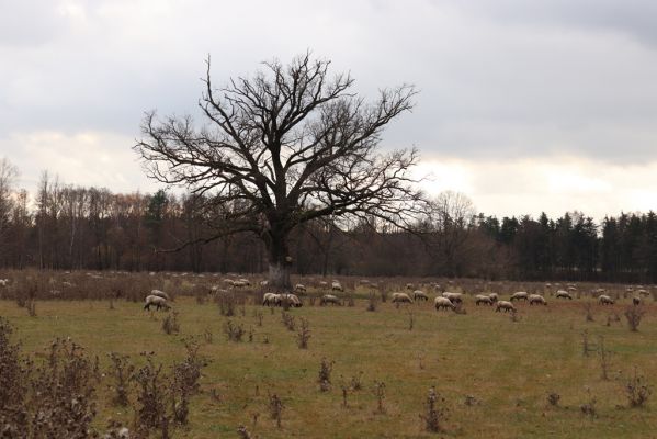 Běleč nad Orlicí, 18.11.2021
Pastviny u Orlice.
Schlüsselwörter: Běleč nad Orlicí pastvina u Orlice