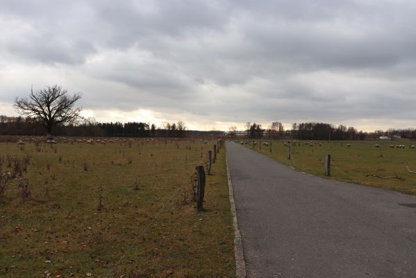 Běleč nad Orlicí, 18.11.2021
Pastviny u Orlice.
Schlüsselwörter: Běleč nad Orlicí pastvina u Orlice Aphodius fimetarius pedellus